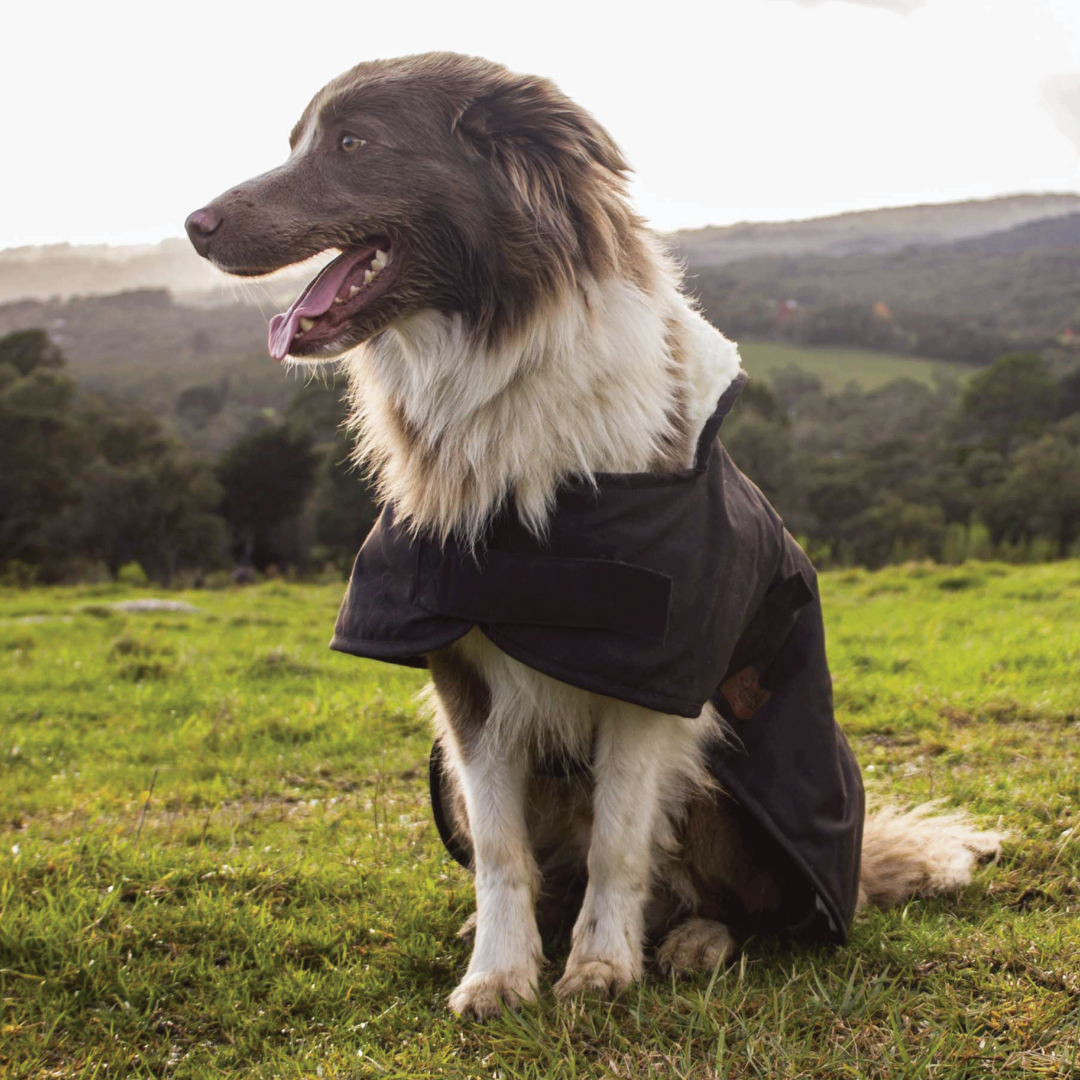 Burke Wills Oilskin Dog Coat with Sherpa Lining