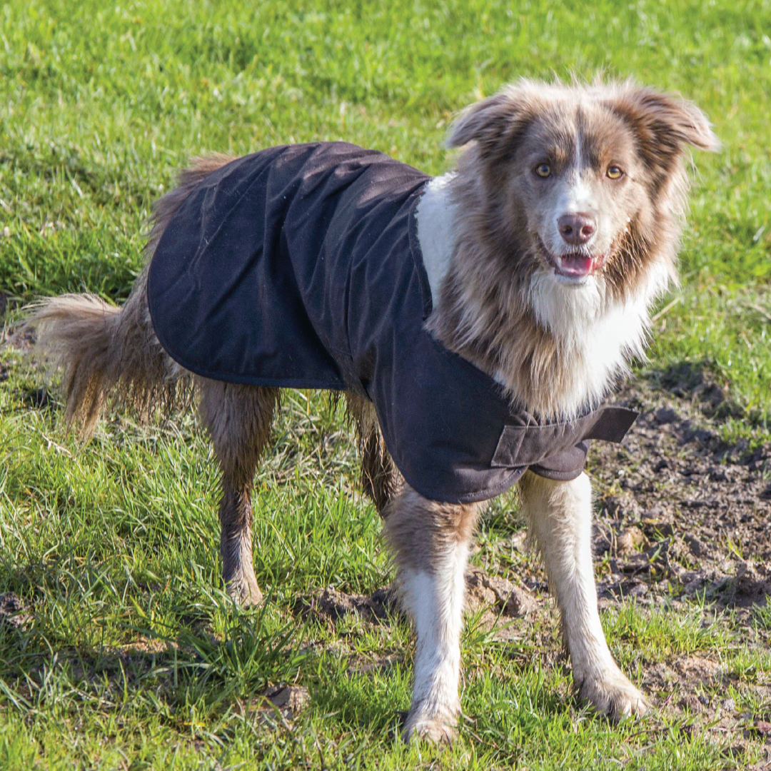 Burke & Wills Oilskin Dog Coat with Sherpa Lining