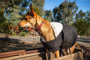 Burke & Wills Oilskin Dog Coat with Sherpa Lining - Outback Traders Australia