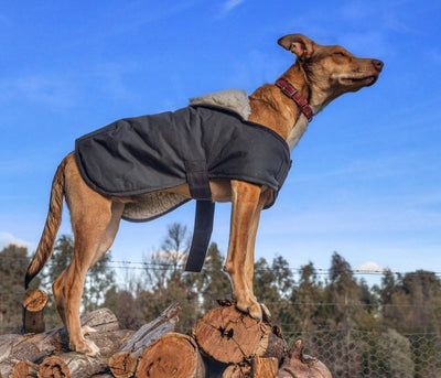 Burke & Wills Oilskin Dog Coat with Sherpa Lining - Outback Traders Australia